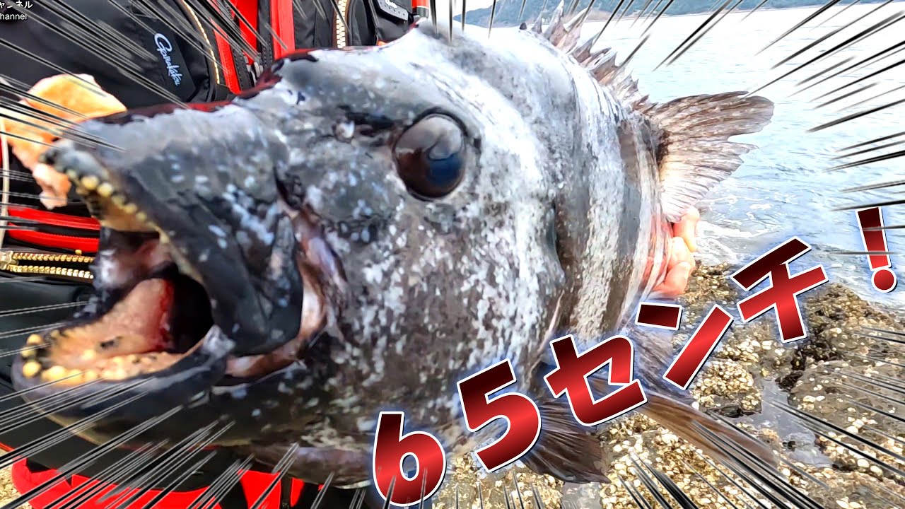 秋磯開幕戦65センチ