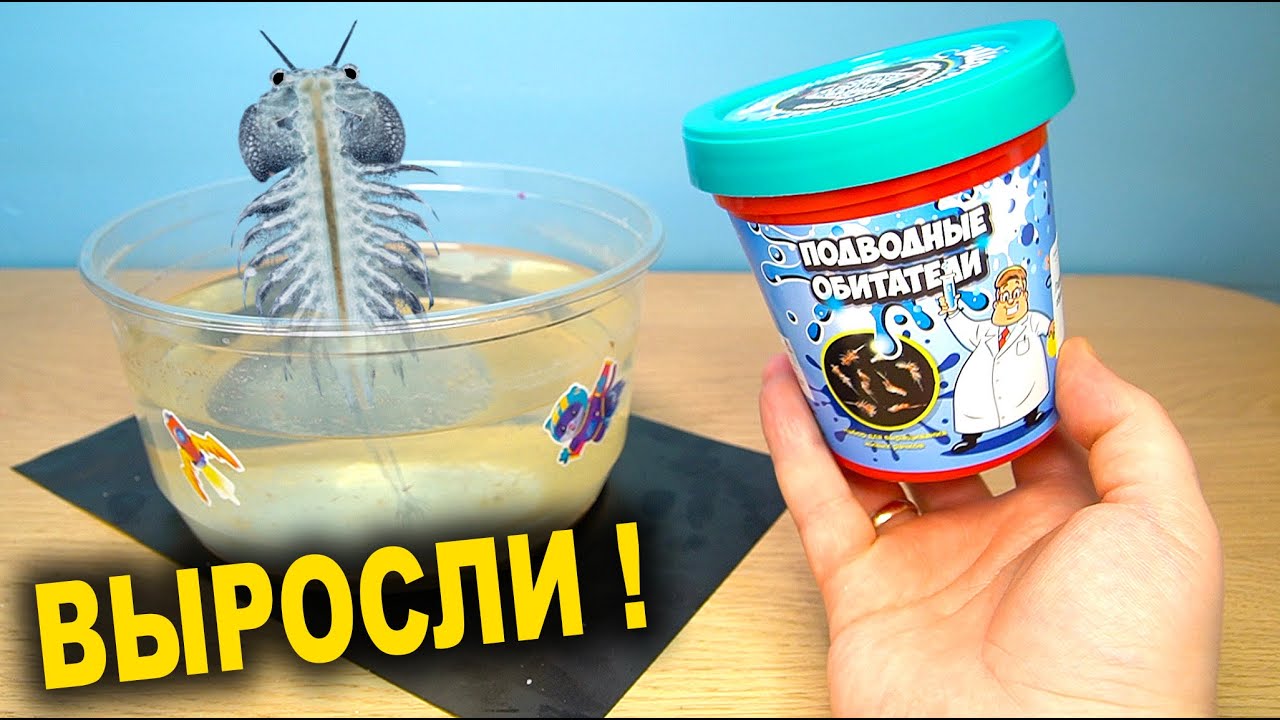 Питомец Юрского Периода ВЫРОС и НОВЫЙ НАБОР артемии