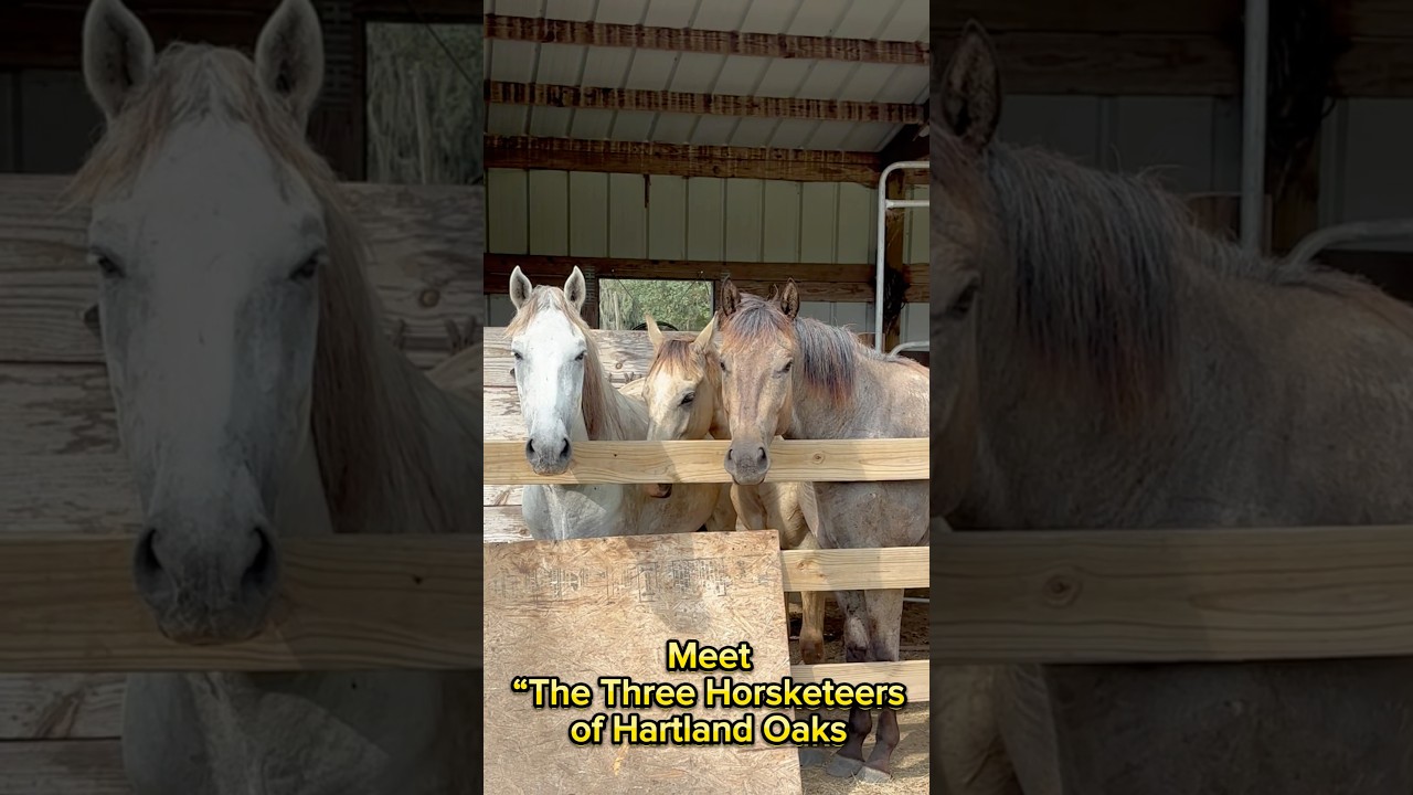 Meet the Three Horsekteers of Hartland Oaks.