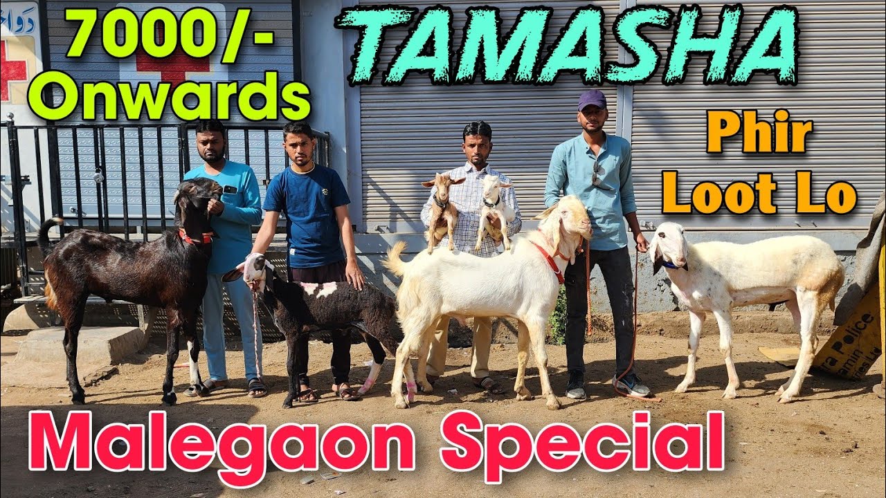 7000/- Onwards Malegaon Special Wholesale Goat Market | 2025 Sab Se Saste Bakra Bakri