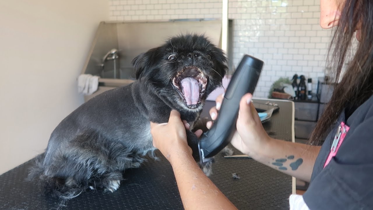 BLACK PEKINGESE GET'S THE USUAL CUT | RURAL DOG GROOMING