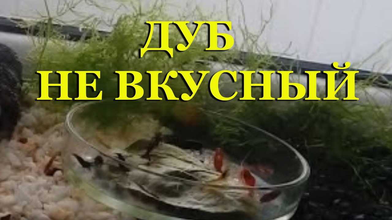 Листья дуба не самые вкусные!!! Какими листьями я кормлю креветок. (часть 1)
