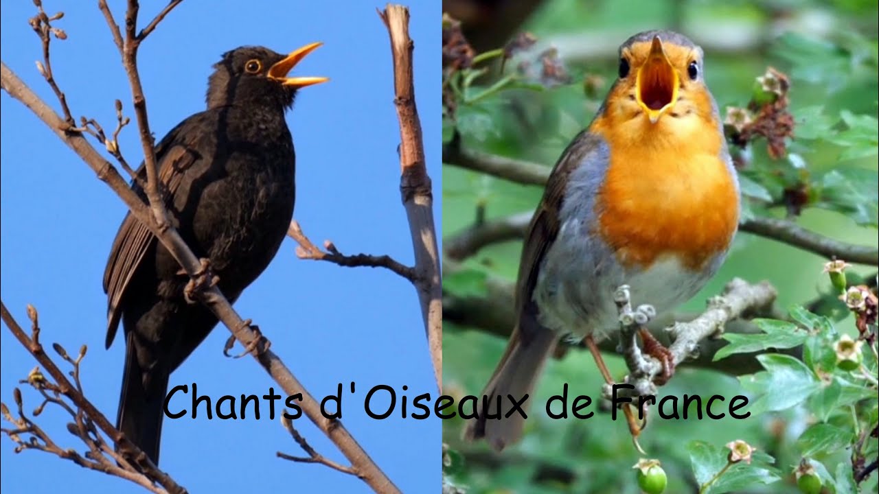 CHANTS d'OISEAUX de FRANCE, 30 chants