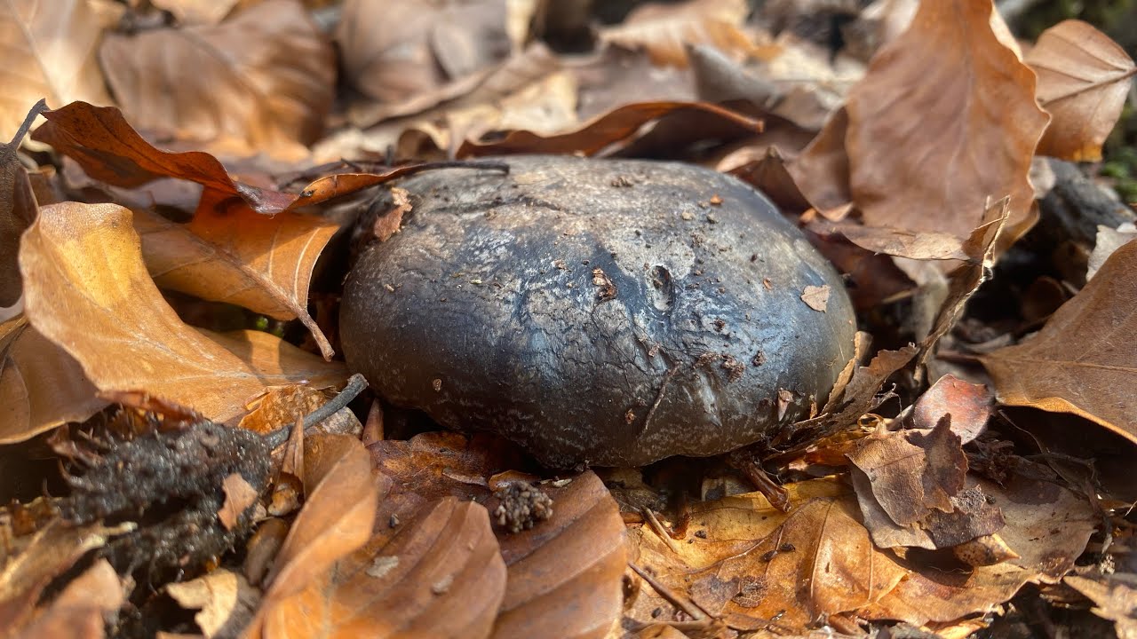Buscando MARZUELOS APARECE Una AMANITA RUBESCENS. Inicios de MARZO de 2023