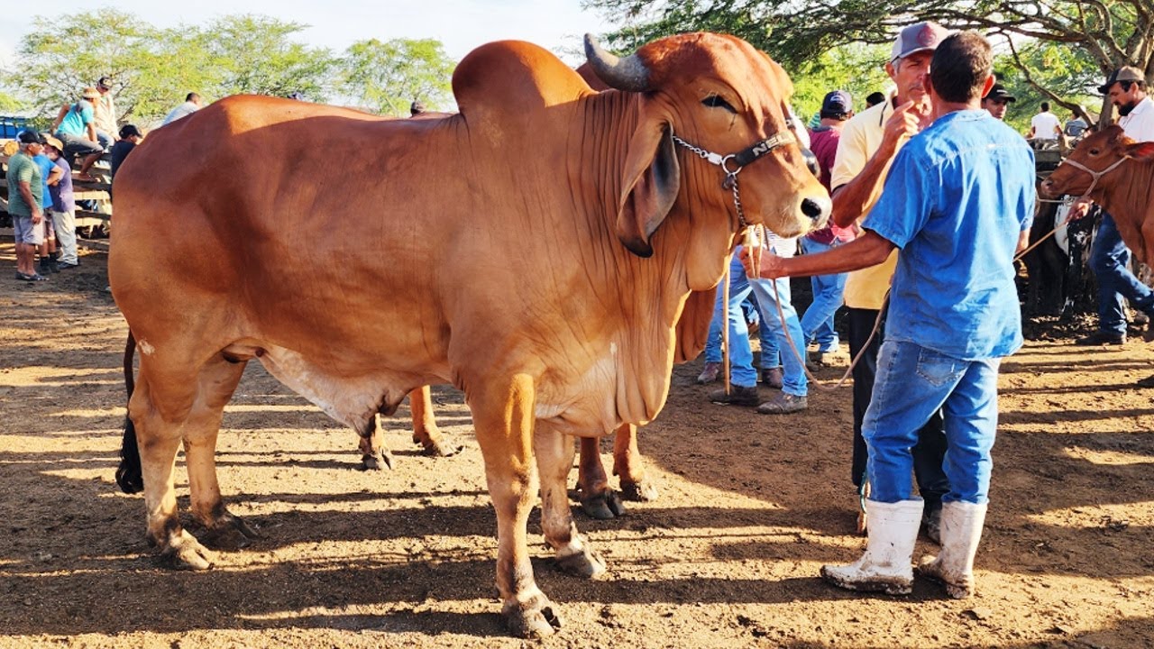 GADO DE LUXO SÓ EM CACHOEIRINHA-PE  16-01-2025 #nordeste
