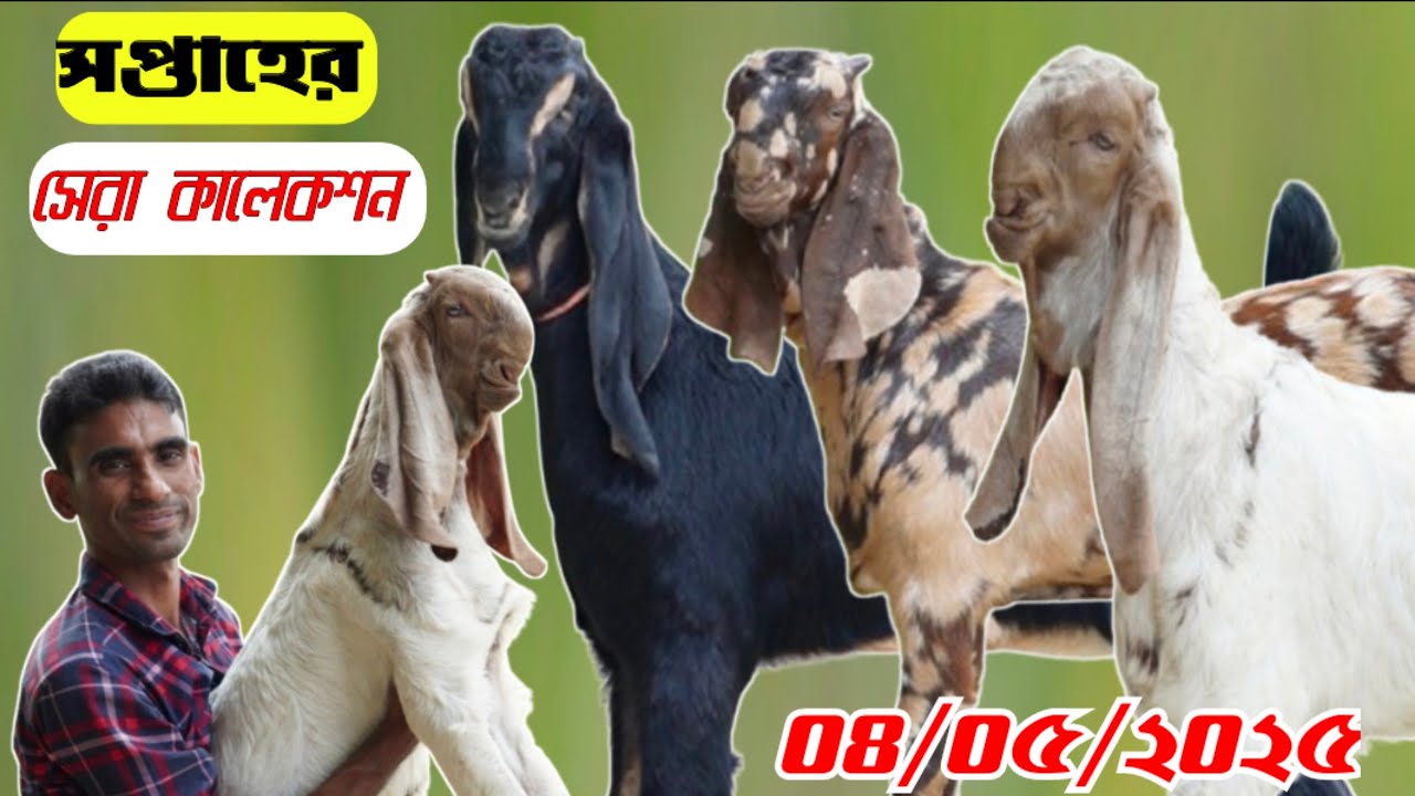 সপ্তাহের সেরা কালেকশন নিয়ে হাজির হয়েছেন আবু ভাই | উন্নত জাতের বিটল হরিয়ানা তোতাপুরি শিরহি বাচ্চা
