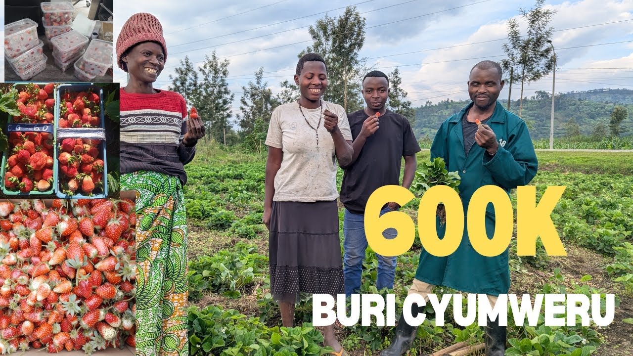 Yaretse Akazi ka Leta ajya Guhinga INKERI 🍓 NONE Yinjiza 600K buri Cyumweru!💰