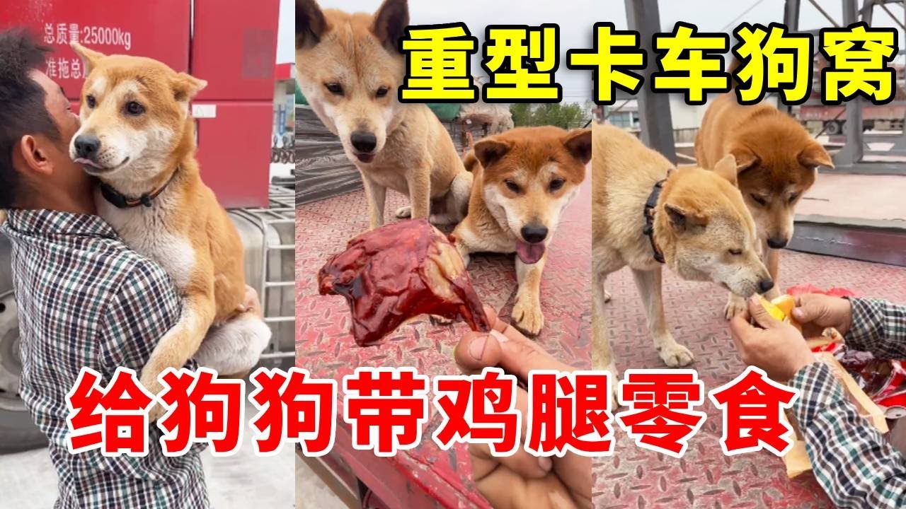 把狗狗放在家里几天，回去给买点鸡腿零食，两狗吃的太香啦