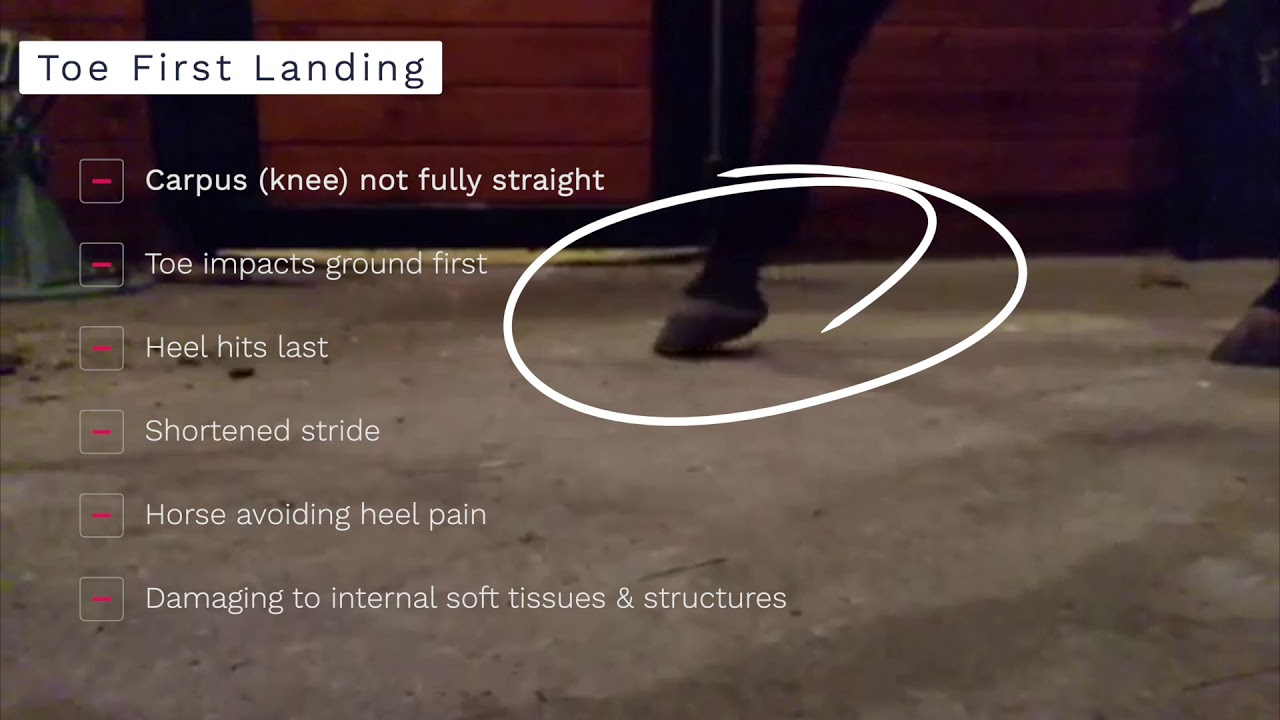 How to Assess Hoof Landings