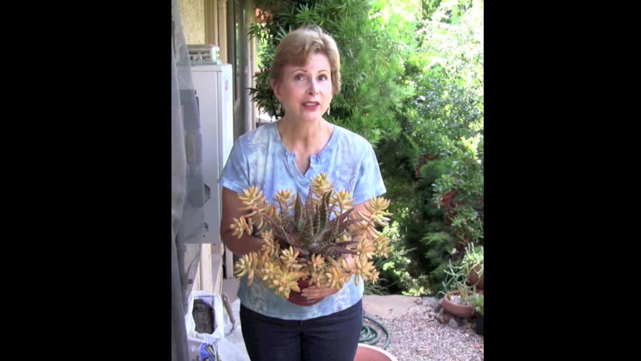 How to Stress Succulents and Why