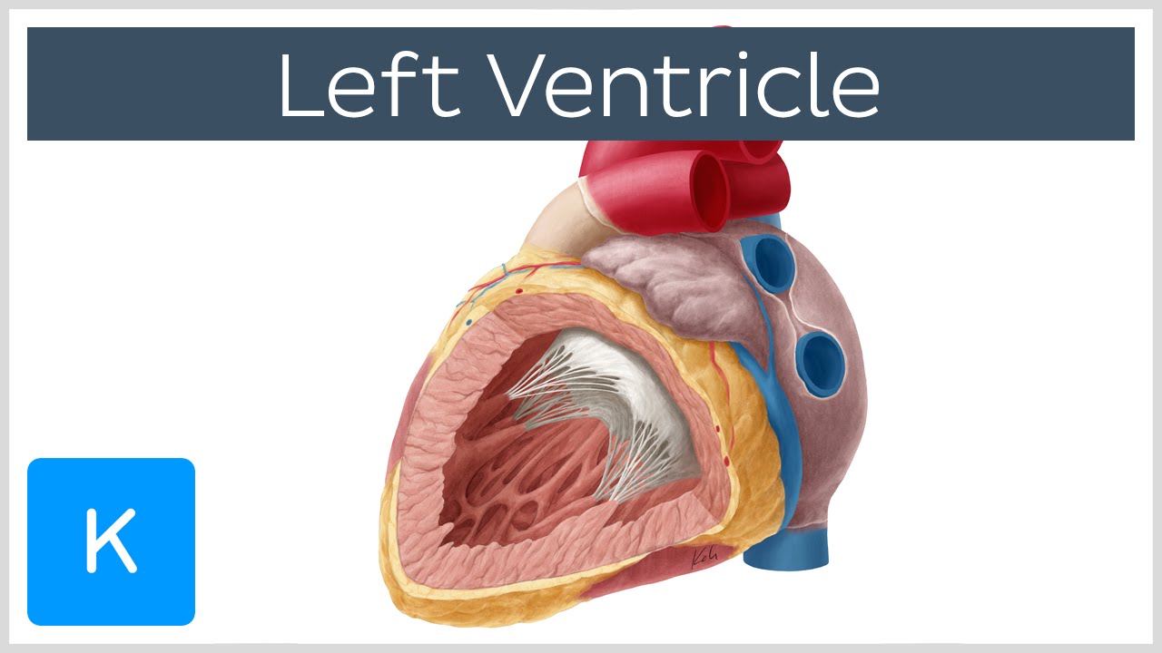 Left Ventricle (Heart) - Function, Definition and Anatomy- Human Anatomy |&nbsp;Kenhub