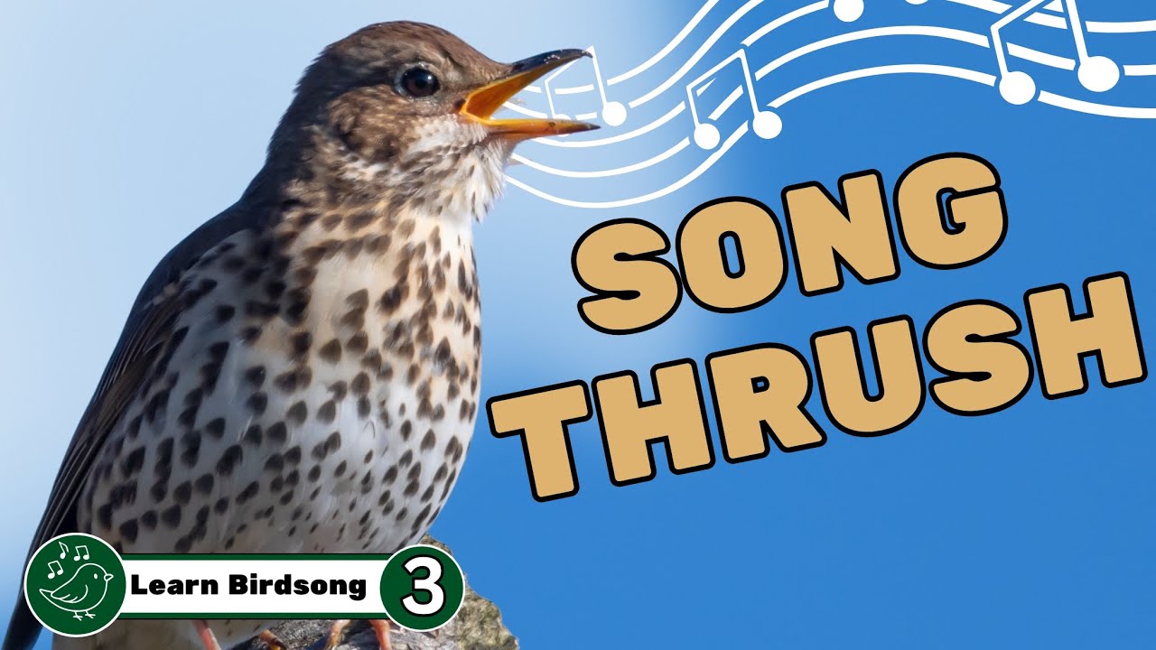 Song Thrush Bird Song : How to Identify (Lesson 3)