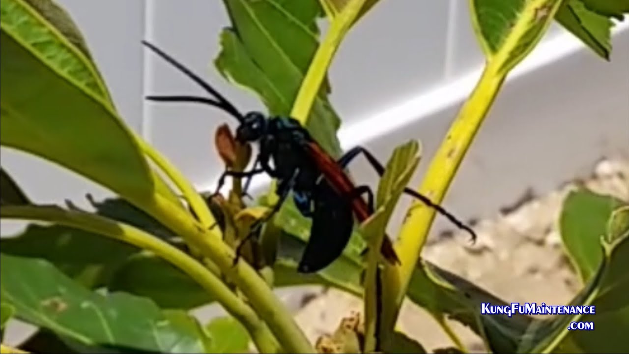 Giant Wasps Tarantula Hawk Wasp Blacknight Butterfly Bush Feasts Tangerine Plus Avacado Tree Flights