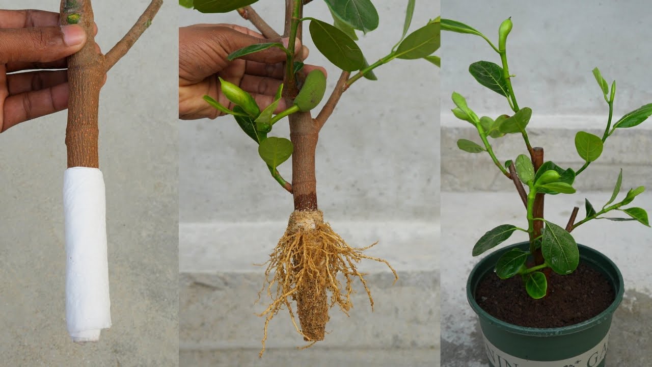 Propagate jackfruit tree from cutting with tissue paper