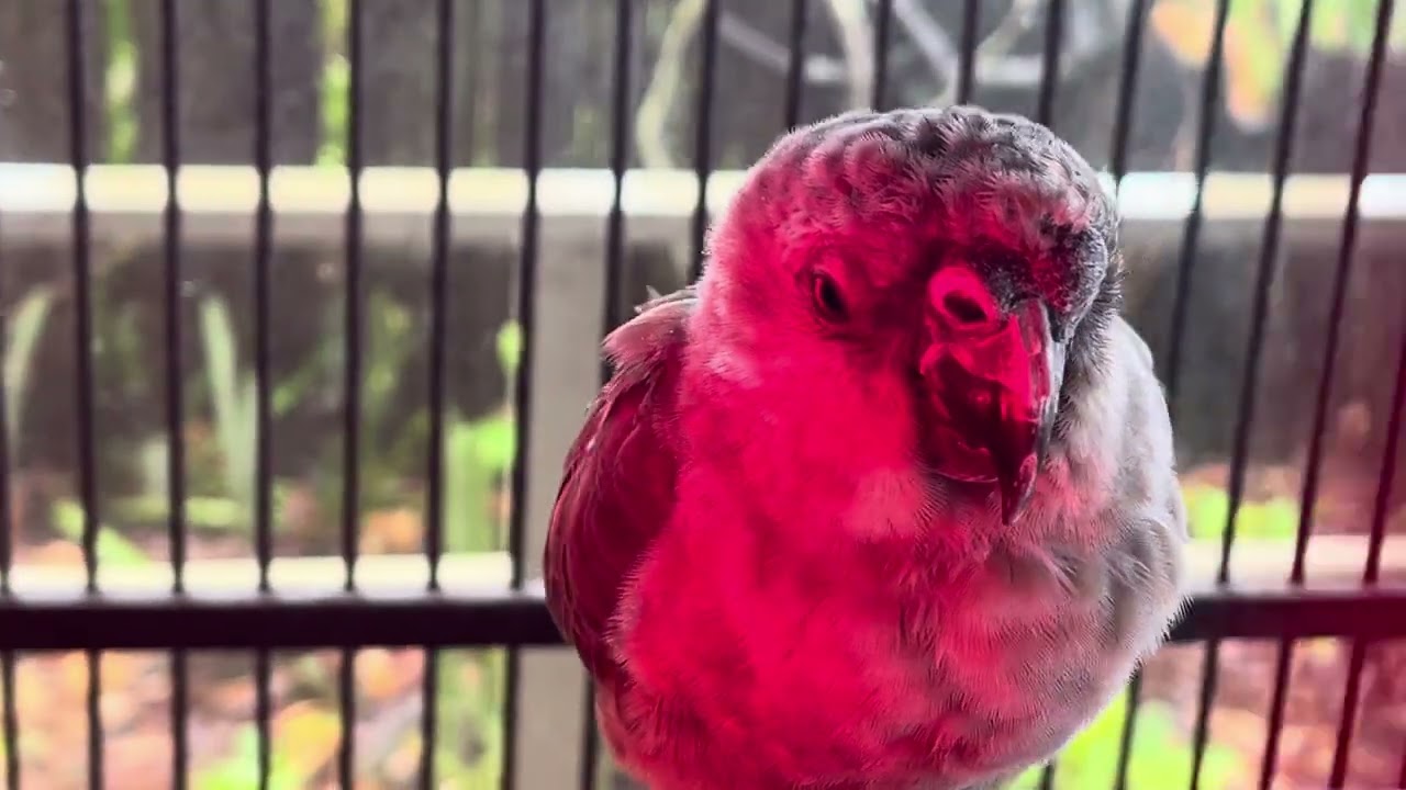 Video of Charlie 