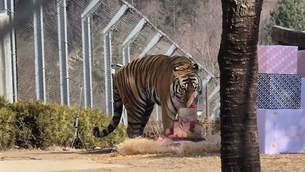 호랑이숲 태범이 생일