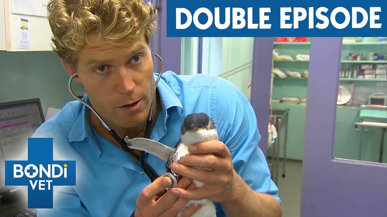 Paralysed Penguin Washes Up On Bondi Beach | Bondi Vet