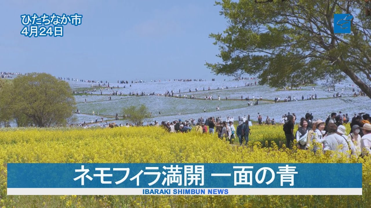 ネモフィラ満開 一面の青 　国営ひたち海浜公園