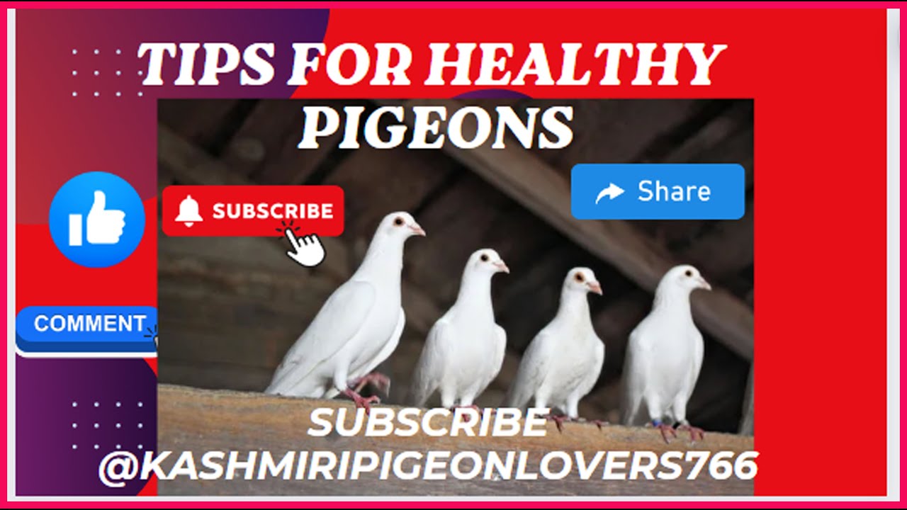 Tips for Maintaining Pigeon Healthy in Hindi #pigeon #pigeonlover #pigeontips #pigeontreatments