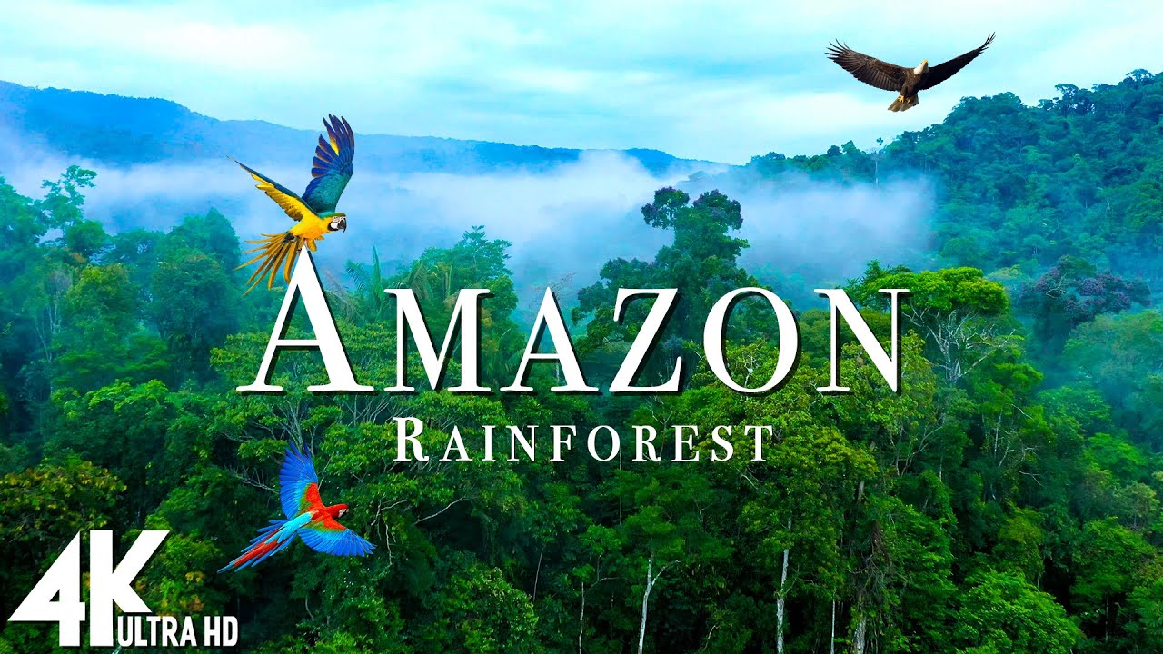 🌿Amazon Wildlife 4K UHD - Part 2 | Jungle Animals of the Rainforest | Relaxing Nature Film for Sleep