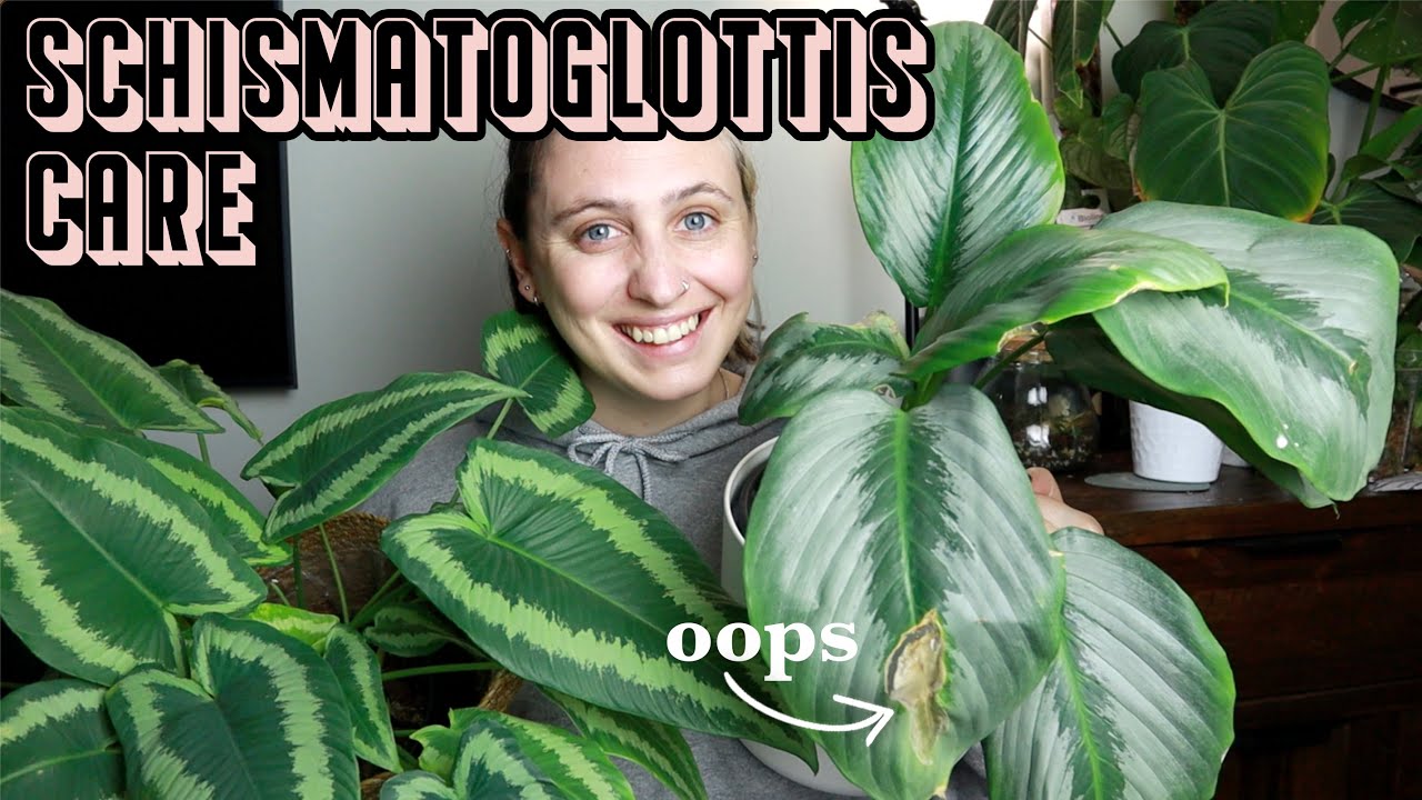 how I care for SCHISMATOGLOTTIS 🪴 Drop Tongue Plant Care Tips