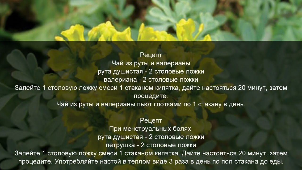 Использование руты душистой в лечебных целях   рецепты