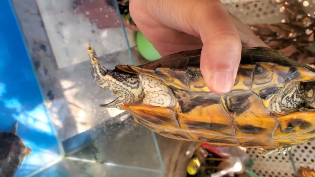 My pet turtle 🐢