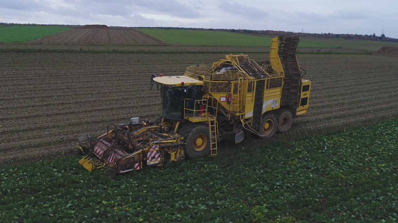 Ropa Tiger V8 im Einsatz | Monster auf dem Feld | Rübenroden | Agrar Videos