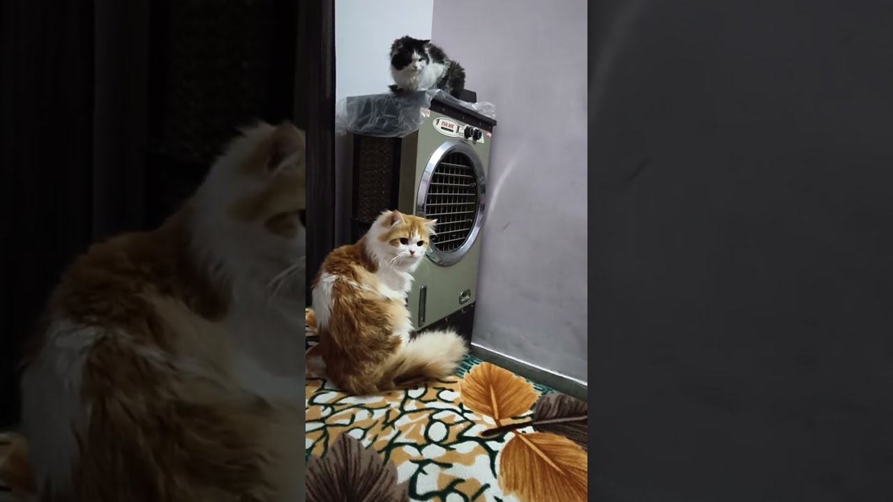 Dono khel khud me sabse aage hai..😂 #cat #catlovers #playtime #viral #funnycats 