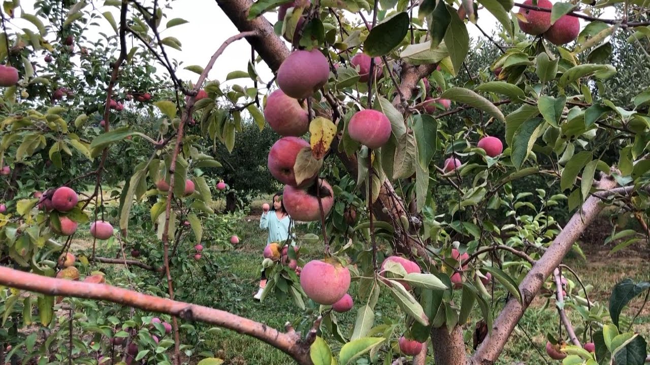 Acres 150 meuh a zau Apple Farm ropui