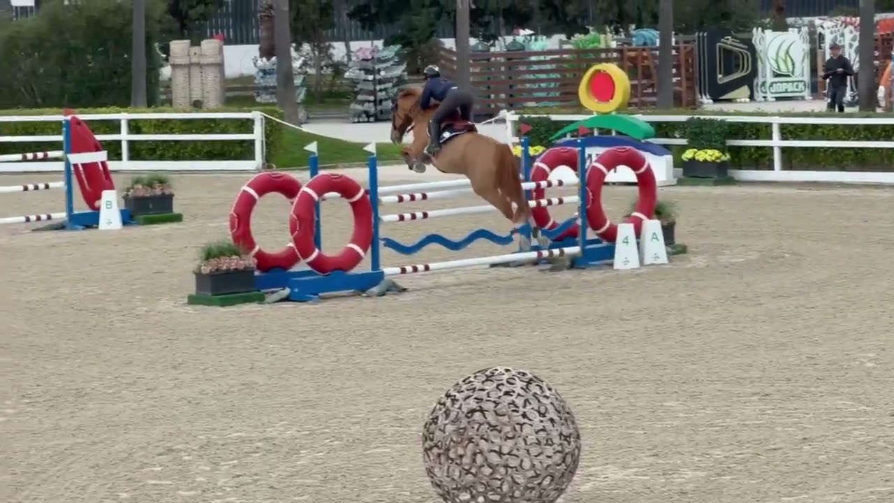 JATAKA - CSIYH* 1m35 - MET Oliva