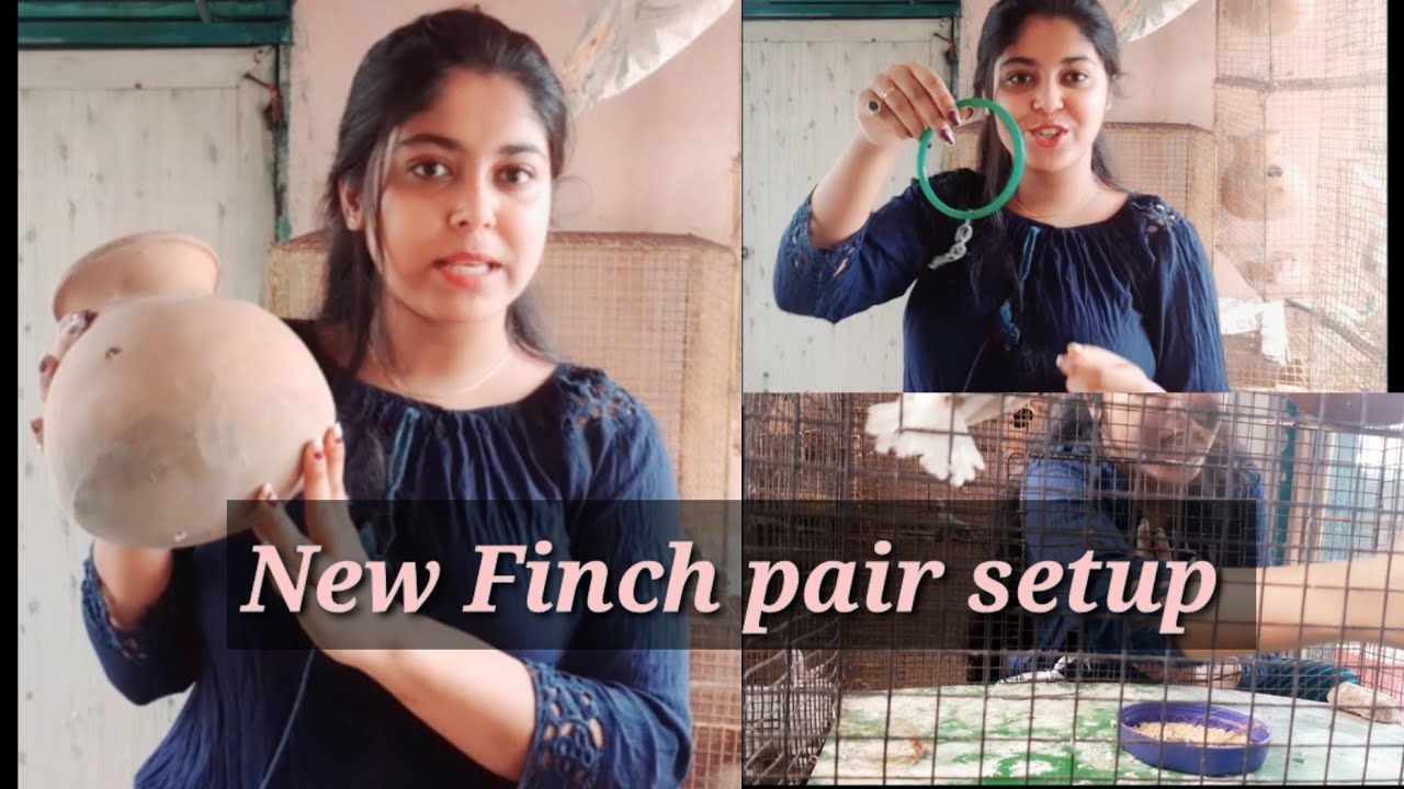#petscare New Finch Birds | cage setup | My new Birds | proper cage setup for breeding #Mypetsinfo