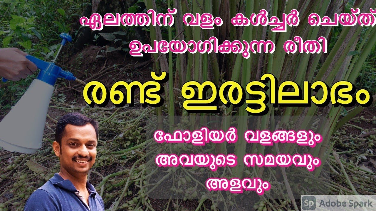 foliar spray for cardamom #Organic Fertilizer for cardamom  #liquid fertilizer for cardamom #elam