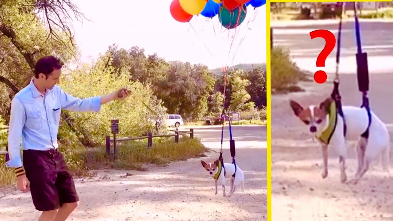 Chihuahua Pancho flying with balloons - ep8 