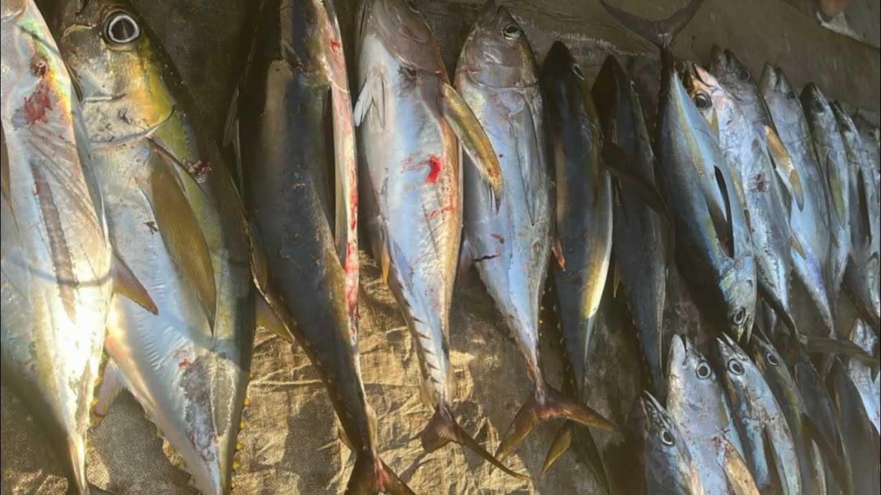 OUR FISHING JOURNEY TO NORTH OF BALI TO CATCHING YELLOWFIN TUNA‼️ DEG-DEG TIANYAR BARAT 2025