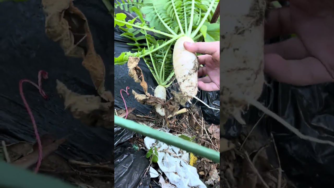 大根収穫！ 