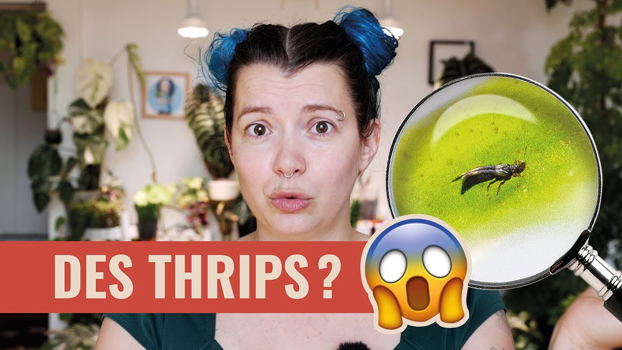 😱 Reconnaître et Traiter les Thrips sur les Plantes d'Intérieur 🪴🐜