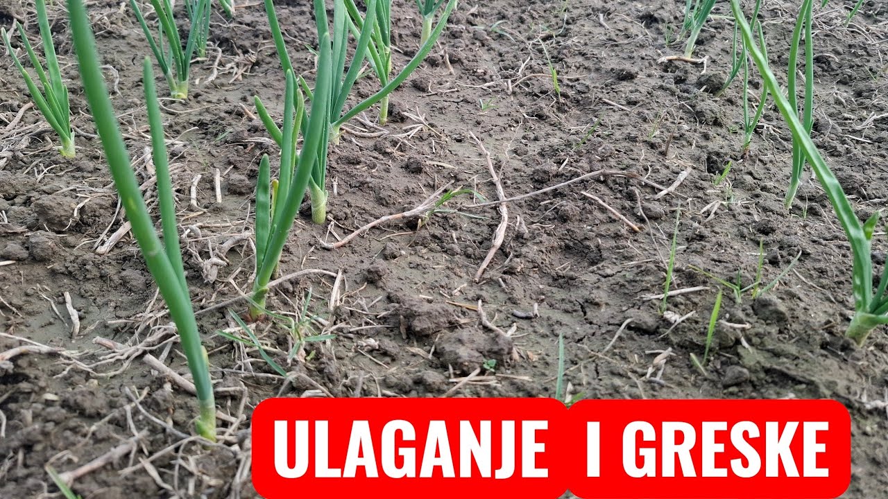 KOLIKO SAM ULOZIO I GRESKE TOKOM ZIMSKE SADNJE