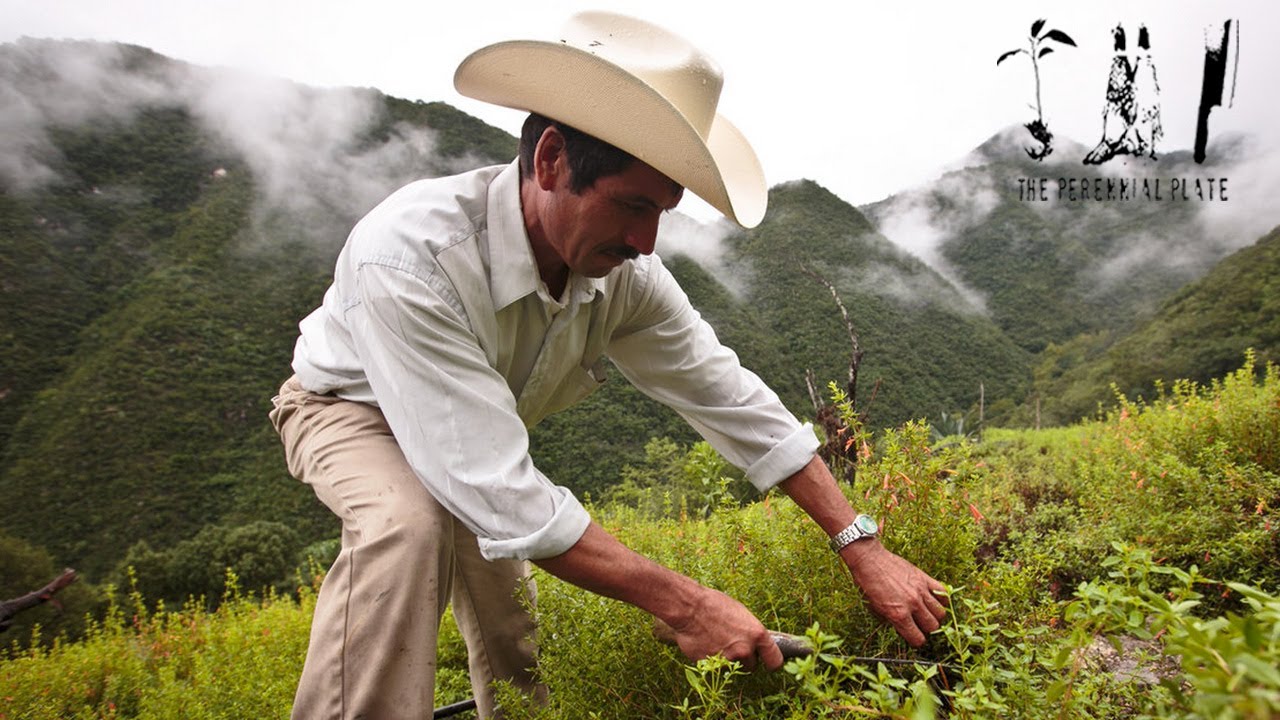 Homeward | The Perennial Plate's Real Food World Tour