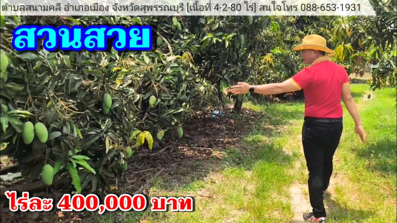#ขายที่ดินสวนผลไม้ (EP.160) เนื้อที่ 4-2-80 ไร่ อ.เมืองสุพรรณบุรี ไร่ละ 400,000  โทร. 088 653 1931