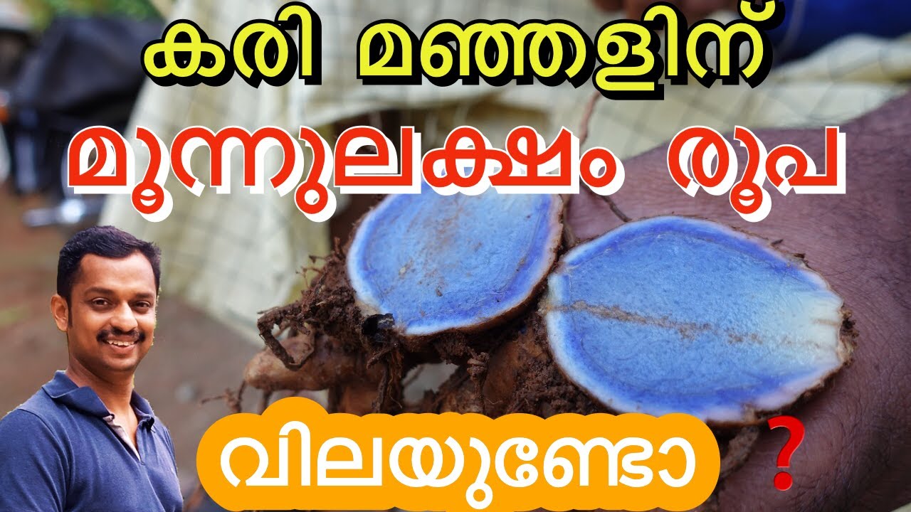 കരിമഞ്ഞൾ എന്ന തട്ടിപ്പ് #karimanjal #Black Turmeric #Kari Manjal #കരിമഞ്ഞൾ #Curcuma caesia #kl6 #kl0