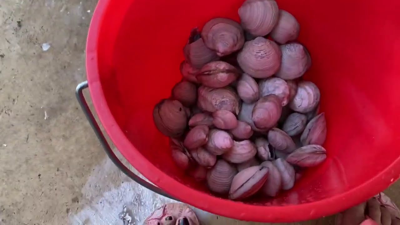 CATCH & COOK NATIVE FILIPINO MANGROVE MUD CLAMS // LYN & ANTHONY LIFE IN THE PHILIPPINES
