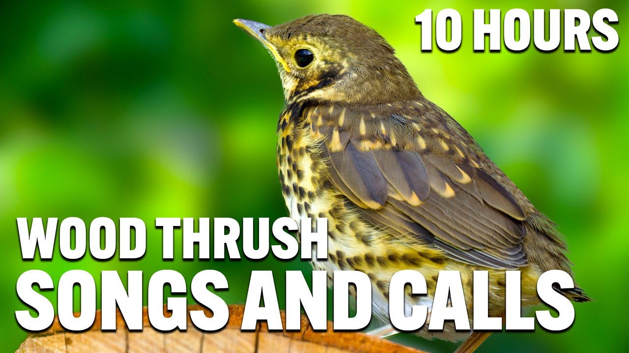 Wood Thrush Songs And Calls | Wood Thrush Sounds | Wood Thrush Singing | Wood Thrush Evening Song