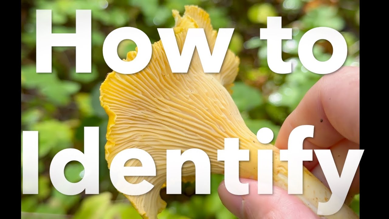 How To Identify Chanterelles and Poisonous Look-Alikes.