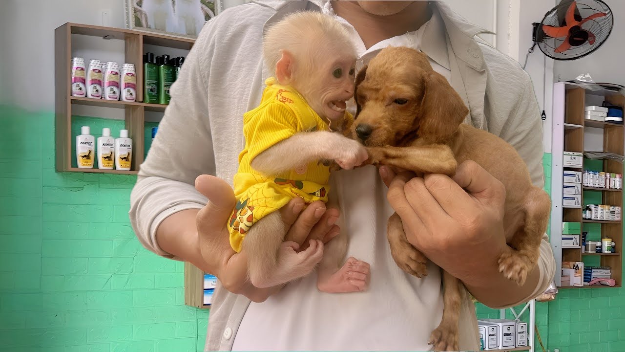 Lulu's adorable reaction to seeing the poor dog in the video. | Tam made a great decision.!