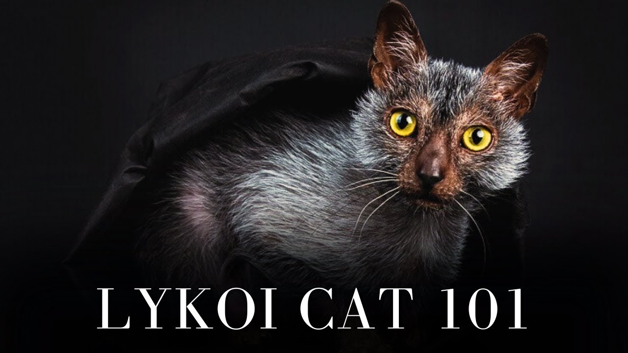 Lykoi Cat 101 — всё, что вам нужно знать