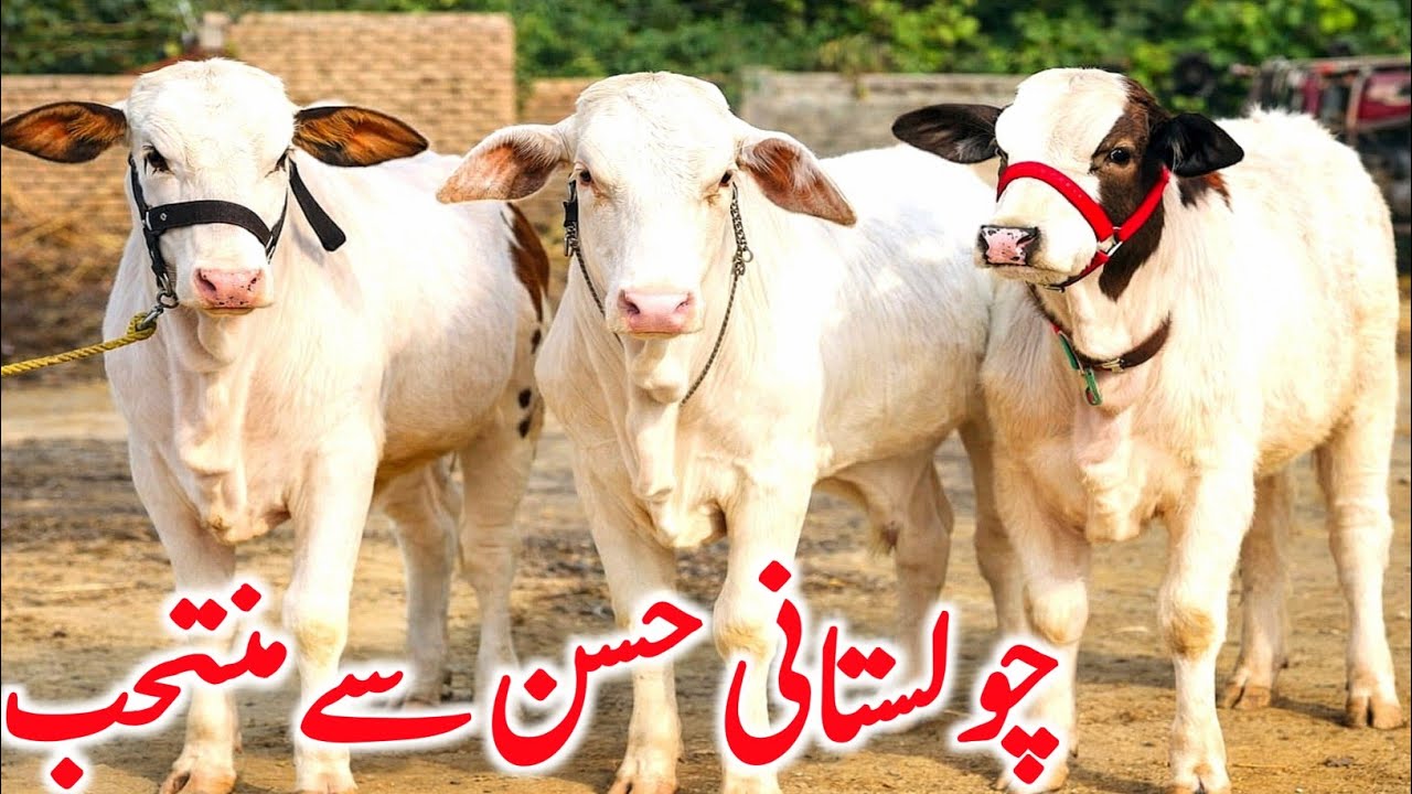 Cholistani & Sluger Brahmn Bachre Bachrian Gulabi Ablk Near Luddan Mandi || Global Village Farming 