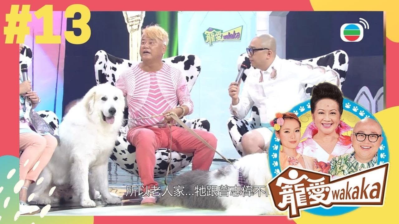 「叻哥」陳百祥分享養狗心得，與大白熊犬最悲喜交集的故事 | 寵愛wakaka | 家燕媽媽、林盛斌、呂慧儀 | TVB 親子節目 | 寵物節目 |