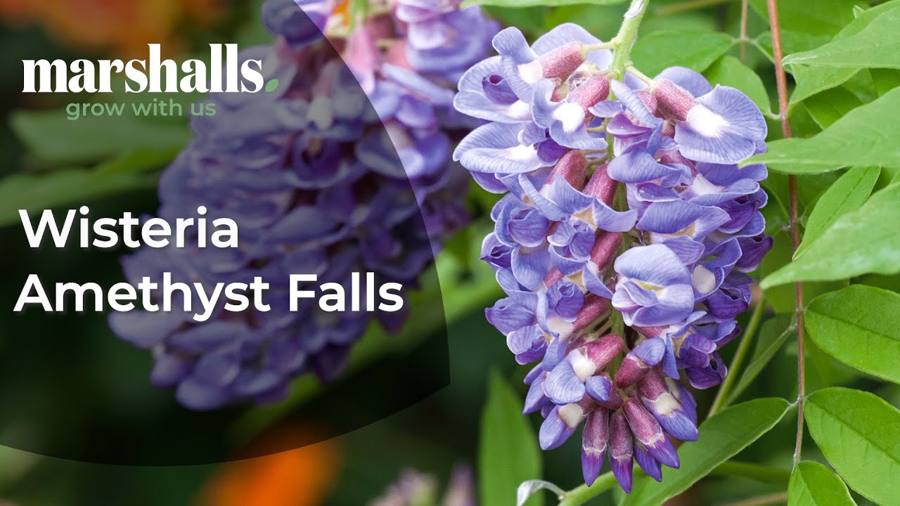 Wisteria 'Amethyst Falls' 🌸 More Compact Wisteria with Fragrant Cascading Blooms