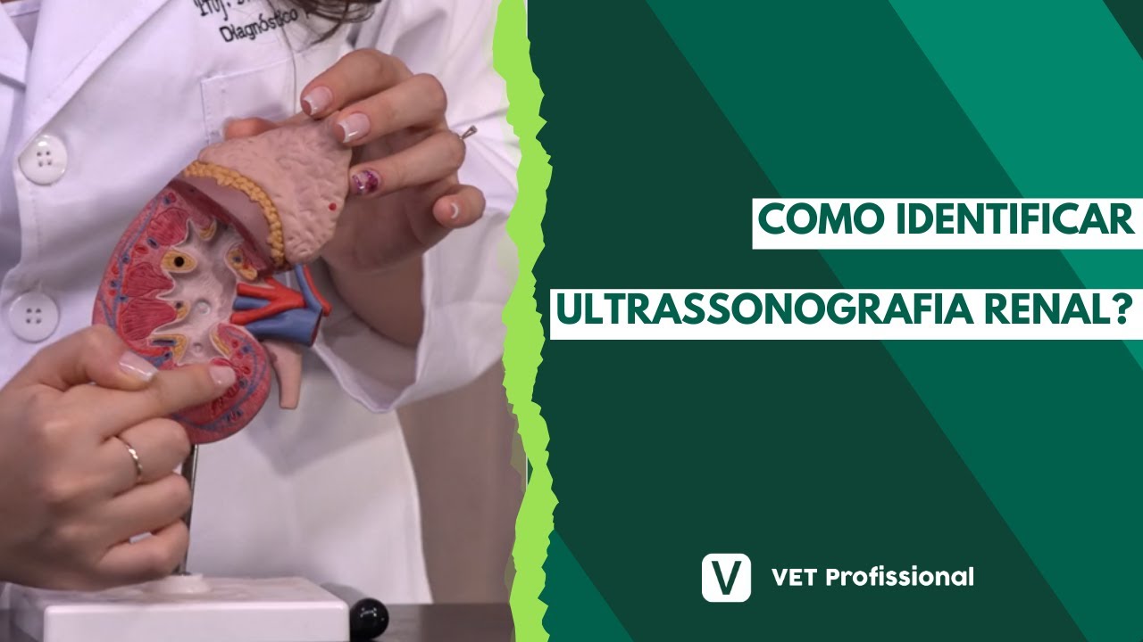 Imaginologia normal dos rins de cães e gatos